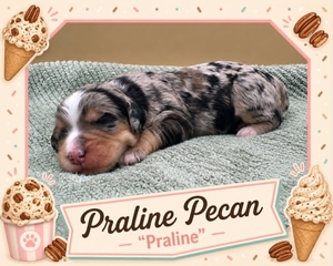 Praline Pecan - 