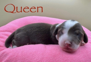 Queen