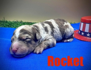 Rocket