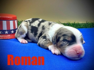 Roman