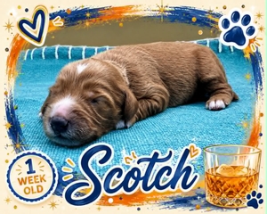 Scotch