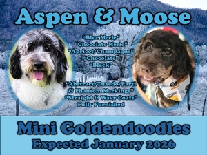 Petite Mini Goldendoodles (Aspen x Moose)
