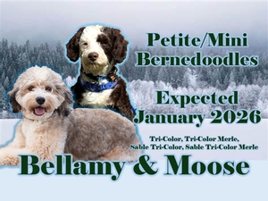 Petite/Mini Bernedoodles (Bellamy x Moose)