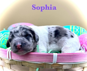 Sophia