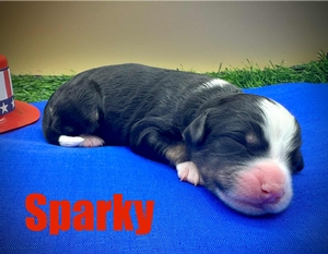Sparky