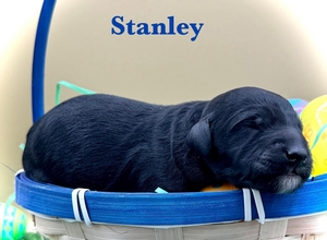 Stanley