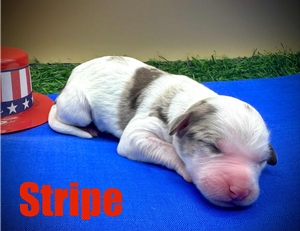 Stripe