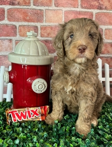 Theodore (Twix)