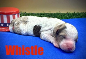Whistle