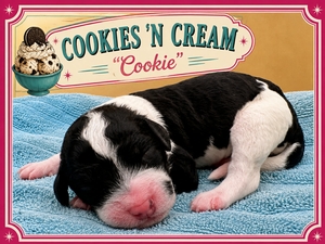 Cookies 'N Cream  - 