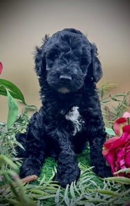 Stanley