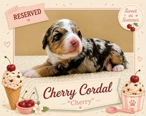 Cherry Cordal - 