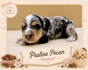 Praline Pecan - 