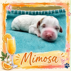 Mimosa