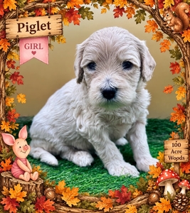 Piglet