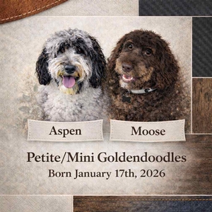 Petite Mini Goldendoodles (Aspen x Moose)