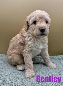 Bentley