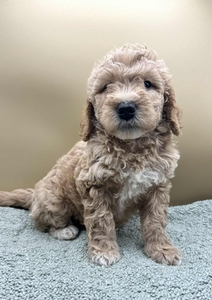 Cooper