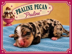 Praline Pecan - 