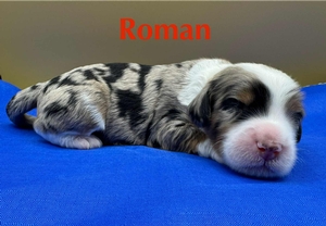 Roman