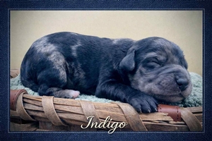 Indigo