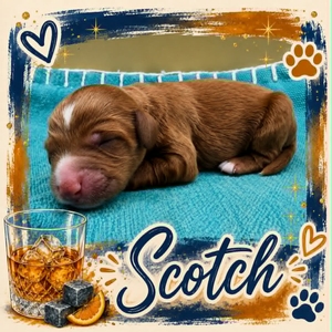 Scotch