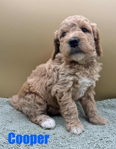 Cooper
