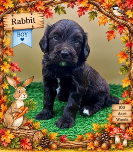 Rabbit