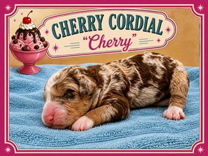 Cherry Cordal - 
