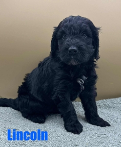 Lincoln