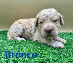 Bronco