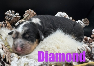 Diamond - F1B