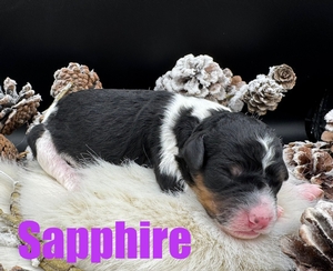 Sapphire - F1B