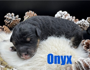 Onyx - F1B